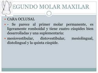 SEGUNDO MOLAR MAXILAR
 CARA OCLUSAL
-   Se parece al primer molar permanente, es
  ligeramente romboidal y tiene cuatro cúspides bien
  desarrolladas y una suplementaria:
 mesiovestibular,      distovestibular, mesiolingual,
  distolingual y la quinta cúspide.
 