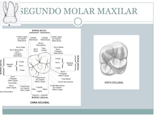 SEGUNDO MOLAR MAXILAR
 