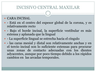 INCISIVO CENTRAL MAXILAR

 CARA INCISAL
 - Está en el centro del espesor global de la corona, y es
  relativamente recto
 - Bajo el borde incisal, la superficie vestibular es más
  extensa y aplanada que la lingual
 - La superficie lingual se estrecha hacia el cíngulo
 - las caras mesial y distal son relativamente anchas y en
  el tercio incisal son lo suficiente extensas para procurar
  unas zonas de contacto adecuadas con los dientes
  adyacentes, aunque por poco tiempo debido a los rápidos
  cambios en las arcadas temporales.
 