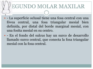 SEGUNDO MOLAR MAXILAR
 - La superficie oclusal tiene una fosa central con una
  fóvea central, una fosa triangular mesial bien
  definida, por distal del borde marginal mesial, con
  una fosita mesial en su centro.
 - En el fondo del sulcus hay un surco de desarrollo
  llamado surco central, que conecta la fosa triangular
  mesial con la fosa central.
 