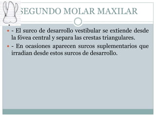 SEGUNDO MOLAR MAXILAR

 - El surco de desarrollo vestibular se extiende desde
  la fóvea central y separa las crestas triangulares.
 - En ocasiones aparecen surcos suplementarios que
  irradian desde estos surcos de desarrollo.
 