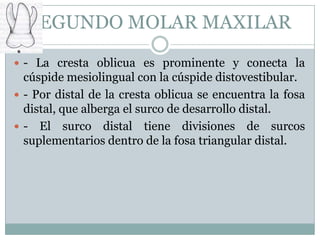 SEGUNDO MOLAR MAXILAR
 - La cresta oblicua es prominente y conecta la
  cúspide mesiolingual con la cúspide distovestibular.
 - Por distal de la cresta oblicua se encuentra la fosa
  distal, que alberga el surco de desarrollo distal.
 - El surco distal tiene divisiones de surcos
  suplementarios dentro de la fosa triangular distal.
 