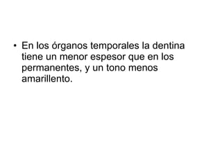 En los órganos temporales la dentina tiene un menor espesor que en los permanentes, y un tono menos amarillento. 