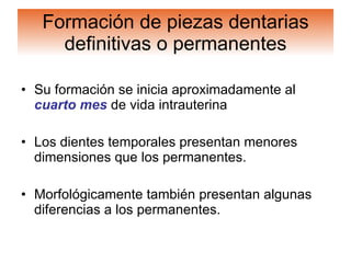 Formación de piezas dentarias definitivas o permanentes Su formación se inicia aproximadamente al  cuarto mes  de vida intrauterina  Los dientes temporales presentan menores dimensiones que los permanentes. Morfológicamente también presentan algunas diferencias a los permanentes. 