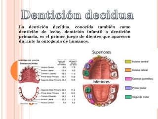 La dentición decidua, conocida también como
dentición de leche, dentición infantil o dentición
primaria, es el primer juego de dientes que aparecen
durante la ontogenia de humanos.
 