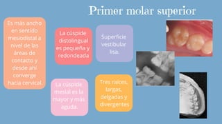 Primer molar superior
Es más ancho
en sentido
mesiodistal a
nivel de las
áreas de
contacto y
desde ahí
converge
hacia cervical. La cúspide
mesial es la
mayor y más
aguda.
La cúspide
distolingual
es pequeña y
redondeada
Superficie
vestibular
lisa.
Tres raíces,
largas,
delgadas y
divergentes
 
