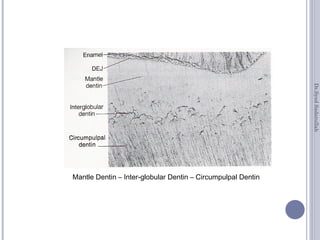 Dentin | PPT