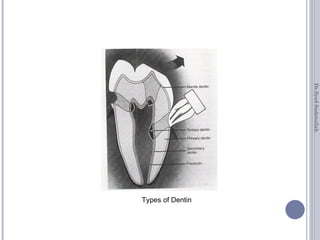 Dentin | PPT