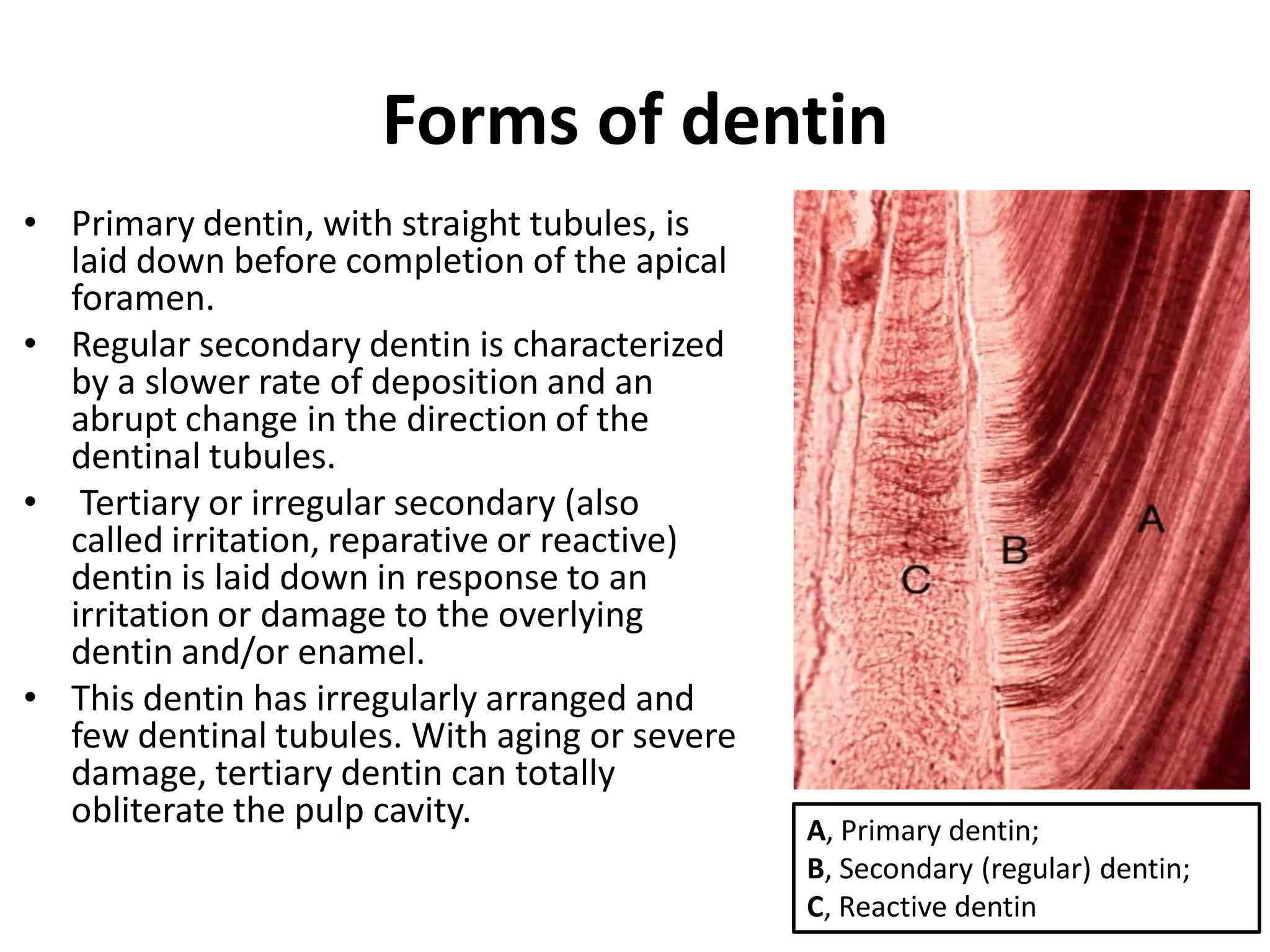 Dentin | PDF