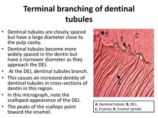 Dentin | PDF