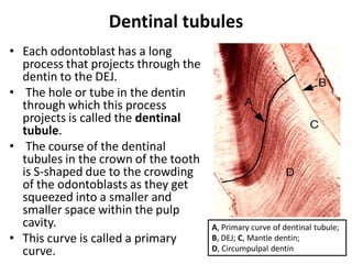 Dentin | PDF