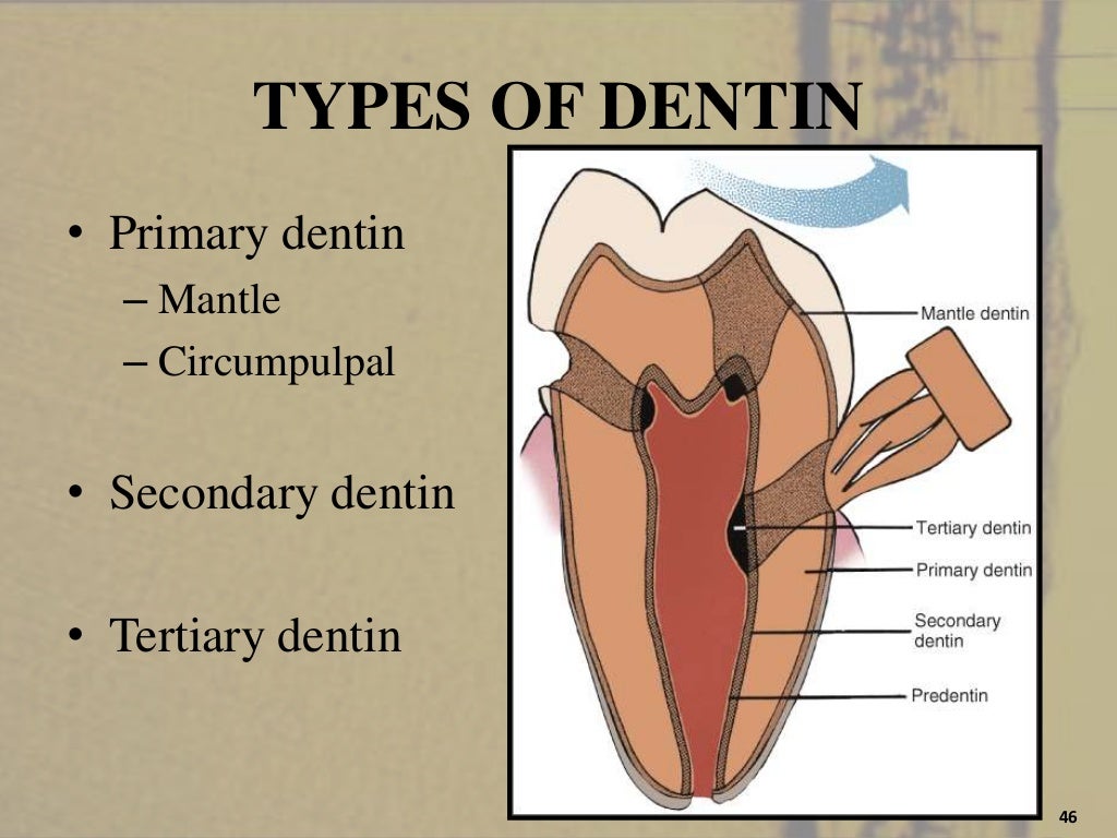 Dentin