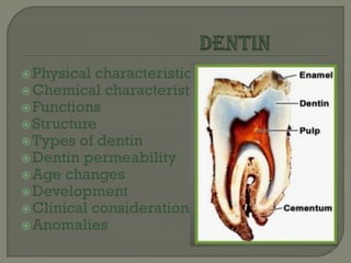 Physical characteristics
Chemical characteristics
Functions
Structure
Types of dentin
Dentin permeability
Age changes
Development
Clinical considerations
Anomalies
 