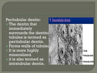 Peritubular dentin:
 The dentin that
immediately
surrounds the dentinal
tubules is termed as
peritubular dentin.
 Forms walls of tubules.
 It is more highly
mineralized.
 it is also termed as
intratubular dentin.
 