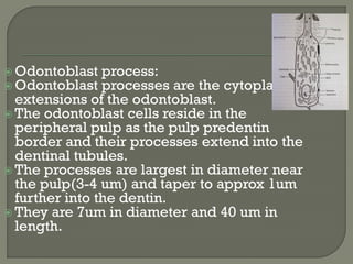  Odontoblast process:
 Odontoblast processes are the cytoplasmic
extensions of the odontoblast.
 The odontoblast cells reside in the
peripheral pulp as the pulp predentin
border and their processes extend into the
dentinal tubules.
 The processes are largest in diameter near
the pulp(3-4 um) and taper to approx 1um
further into the dentin.
 They are 7um in diameter and 40 um in
length.
 