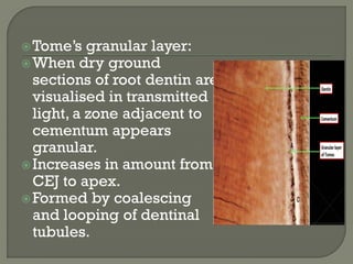 Tome’s granular layer:
When dry ground
sections of root dentin are
visualised in transmitted
light, a zone adjacent to
cementum appears
granular.
Increases in amount from
CEJ to apex.
Formed by coalescing
and looping of dentinal
tubules.
 