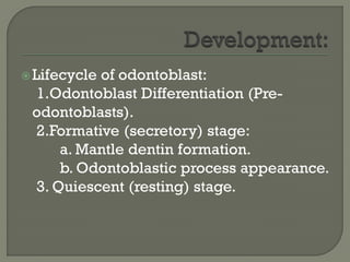 Lifecycle of odontoblast:
1.Odontoblast Differentiation (Pre-
odontoblasts).
2.Formative (secretory) stage:
a. Mantle dentin formation.
b. Odontoblastic process appearance.
3. Quiescent (resting) stage.
 