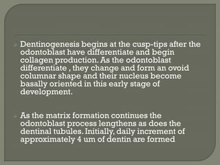  Dentinogenesis begins at the cusp-tips after the
odontoblast have differentiate and begin
collagen production.As the odontoblast
differentiate , they change and form an ovoid
columnar shape and their nucleus become
basally oriented in this early stage of
development.
 As the matrix formation continues the
odontoblast process lengthens as does the
dentinal tubules.Initially,daily increment of
approximately 4 um of dentin are formed
 
