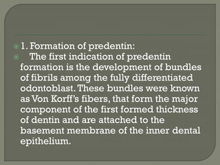 1. Formation of predentin:
 The first indication of predentin
formation is the development of bundles
of fibrils among the fully differentiated
odontoblast.These bundles were known
as Von Korff’s fibers, that form the major
component of the first formed thickness
of dentin and are attached to the
basement membrane of the inner dental
epithelium.
 