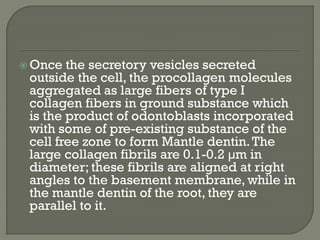  Once the secretory vesicles secreted
outside the cell, the procollagen molecules
aggregated as large fibers of type I
collagen fibers in ground substance which
is the product of odontoblasts incorporated
with some of pre-existing substance of the
cell free zone to form Mantle dentin.The
large collagen fibrils are 0.1-0.2 µm in
diameter; these fibrils are aligned at right
angles to the basement membrane, while in
the mantle dentin of the root, they are
parallel to it.
 