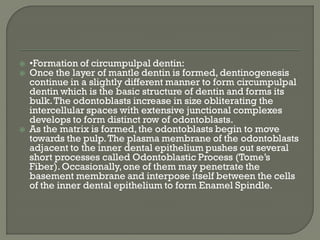  •Formation of circumpulpal dentin:
 Once the layer of mantle dentin is formed, dentinogenesis
continue in a slightly different manner to form circumpulpal
dentin which is the basic structure of dentin and forms its
bulk.The odontoblasts increase in size obliterating the
intercellular spaces with extensive junctional complexes
develops to form distinct row of odontoblasts.
 As the matrix is formed,the odontoblasts begin to move
towards the pulp.The plasma membrane of the odontoblasts
adjacent to the inner dental epithelium pushes out several
short processes called Odontoblastic Process (Tome’s
Fiber).Occasionally,one of them may penetrate the
basement membrane and interpose itself between the cells
of the inner dental epithelium to form Enamel Spindle.
 