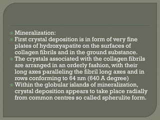  Mineralization:
 First crystal deposition is in form of very fine
plates of hydroxyapatite on the surfaces of
collagen fibrils and in the ground substance.
 The crystals associated with the collagen fibrils
are arranged in an orderly fashion,with their
long axes paralleling the fibril long axes and in
rows conforming to 64 nm (640 A degree)
 Within the globular islands of mineralization,
crystal deposition appears to take place radially
from common centres so called spherulite form.
 