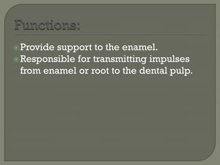 Provide support to the enamel.
Responsible for transmitting impulses
from enamel or root to the dental pulp.
 