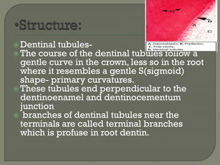  Dentinal tubules-
 The course of the dentinal tubules follow a
gentle curve in the crown, less so in the root
where it resembles a gentle S(sigmoid)
shape- primary curvatures.
 These tubules end perpendicular to the
dentinoenamel and dentinocementum
junction
 branches of dentinal tubules near the
terminals are called terminal branches
which is profuse in root dentin.
 