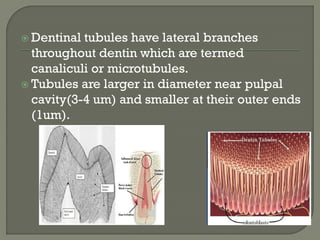  Dentinal tubules have lateral branches
throughout dentin which are termed
canaliculi or microtubules.
 Tubules are larger in diameter near pulpal
cavity(3-4 um) and smaller at their outer ends
(1um).
 