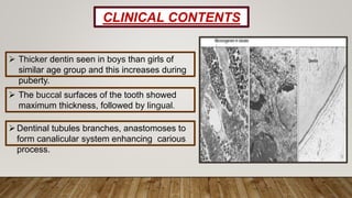  Thicker dentin seen in boys than girls of
similar age group and this increases during
puberty.
 The buccal surfaces of the tooth showed
maximum thickness, followed by lingual.
CLINICAL CONTENTS
Dentinal tubules branches, anastomoses to
form canalicular system enhancing carious
process.
 