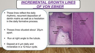 INCREMENTAL GROWTH LINES
OF VON EBNER
 These lines reflect the daily
rhythmic, recurrent deposition of
dentin matrix as well as a hesitation
in the daily formative process.
 Theses lines situated about 20µm
apart.
 Run at right angle to the tubule.
 Deposit at 4 µm daily and
mineralize in a 12-hour cycle.
 