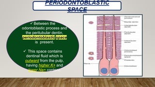  Between the
odontoblastic process and
the peritubular dentin,
periodontoblastic space
is present.
 This space contains
dentinal fluid which is
outward from the pulp,
having higher K+ and
lower Na+ content.
PERIODONTOBLASTIC
SPACE
 