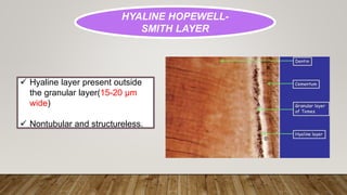 HYALINE HOPEWELL-
SMITH LAYER
 Hyaline layer present outside
the granular layer(15-20 µm
wide)
 Nontubular and structureless.
 