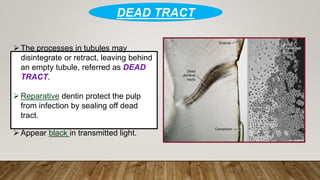 The processes in tubules may
disintegrate or retract, leaving behind
an empty tubule, referred as DEAD
TRACT.
Reparative dentin protect the pulp
from infection by sealing off dead
tract.
Appear black in transmitted light.
DEAD TRACT
 