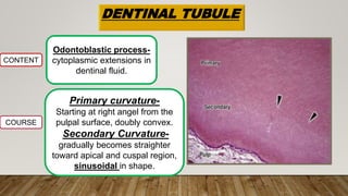 DENTINAL TUBULE
CONTENT
Odontoblastic process-
cytoplasmic extensions in
dentinal fluid.
COURSE
Primary curvature-
Starting at right angel from the
pulpal surface, doubly convex.
Secondary Curvature-
gradually becomes straighter
toward apical and cuspal region,
sinusoidal in shape.
 