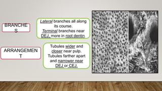 ARRANGEMEN
T
Tubules wider and
closer near pulp.
Tubules farther apart
and narrower near
DEJ or CEJ.
BRANCHE
S
Lateral branches all along
its course.
Terminal branches near
DEJ, more in root dentin.
 