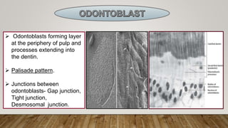  Odontoblasts forming layer
at the periphery of pulp and
processes extending into
the dentin.
 Palisade pattern.
 Junctions between
odontoblasts- Gap junction,
Tight junction,
Desmosomal junction.
 