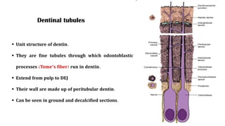 dentin full chapter lecture' oral histology.pdf