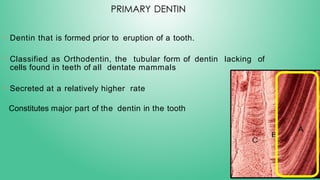Dentin by PGT student of MDS pedo depart | PPTX