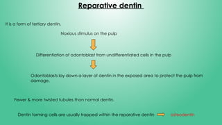 Dentin by PGT student of MDS pedo depart | PPTX