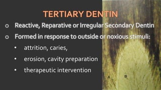 Discussion on dentin, its types and characteristics | PDF