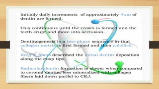 Dentin- Development of tooth and dentin .pptx