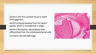 Dentin- Development of tooth and dentin .pptx