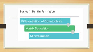 Dentin- Development of tooth and dentin .pptx
