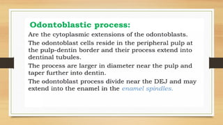 Dentin- Development of tooth and dentin .pptx