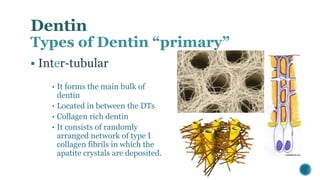 Dentin 2 | PPTX