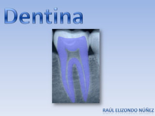 dentina
 