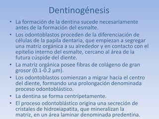 Dentinogénesis
• La formación de la dentina sucede necesariamente
  antes de la formación del esmalte.
• Los odontoblastos proceden de la diferenciación de
  células de la papila dentaria, que empiezan a segregar
  una matriz orgánica a su alrededor y en contacto con el
  epitelio interno del esmalte, cercano al área de la
  futura cúspide del diente.
• La matriz orgánica posee fibras de colágeno de gran
  grosor (0.1-0.2 μm).
• Los odontoblastos comienzan a migrar hacia el centro
  del diente, formando una prolongación denominada
  proceso odontoblástico.
• La dentina se forma centrípetamente.
• El proceso odontoblástico origina una secreción de
  cristales de hidroxiapatita, que mineralizan la
  matriz, en un área laminar denominada predentina.
 