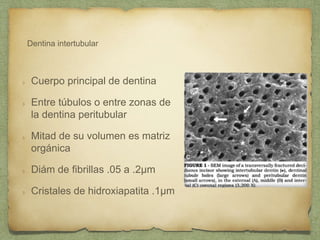 Dentina intertubular
Cuerpo principal de dentina
Entre túbulos o entre zonas de
la dentina peritubular
Mitad de su volumen es matriz
orgánica
Diám de fibrillas .05 a .2µm
Cristales de hidroxiapatita .1µm
 