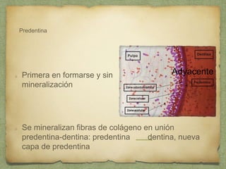 Predentina
Primera en formarse y sin
mineralización
Se mineralizan fibras de colágeno en unión
predentina-dentina: predentina dentina, nueva
capa de predentina
Adyacente
 